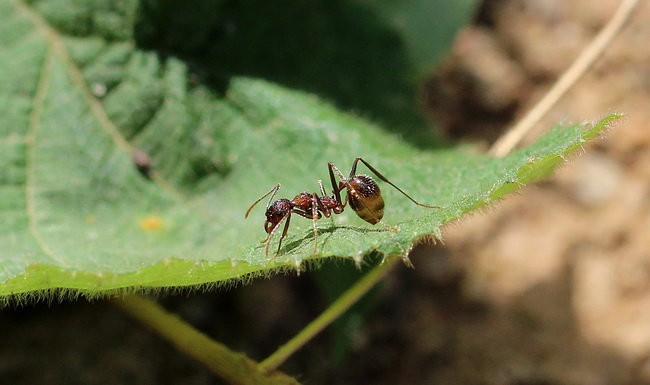 Aphaenogaster exasperata